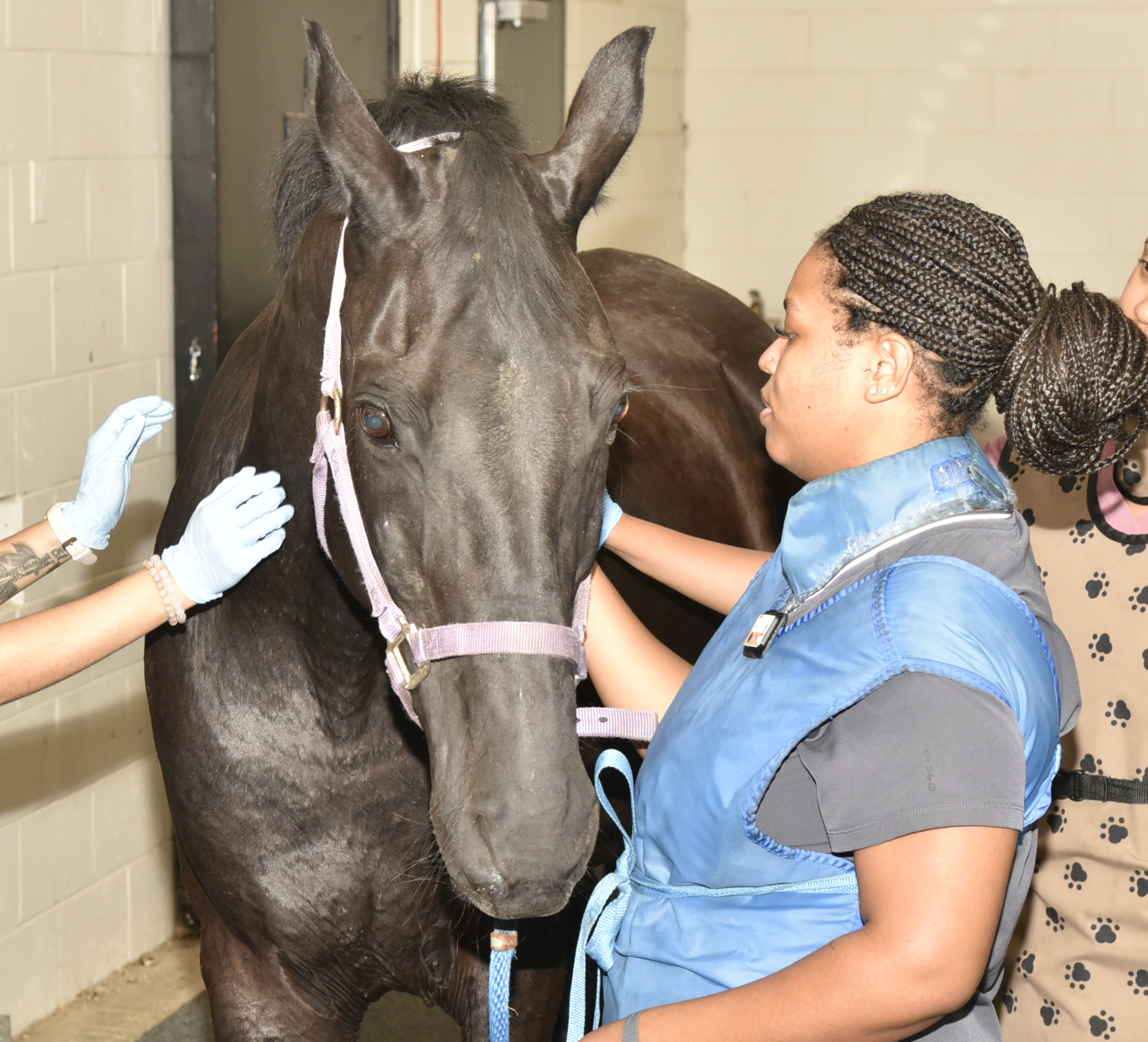 Large Animal Teaching Hospital