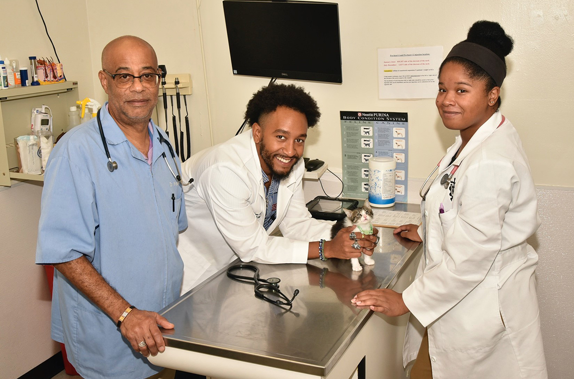 Veterinarian and students examine cat