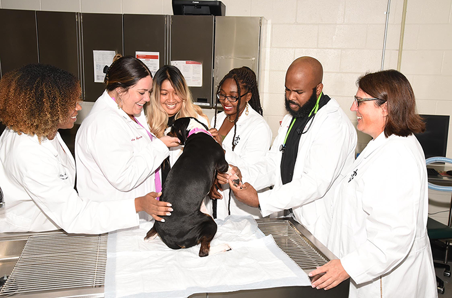 Veterinarian and students perform dog exam