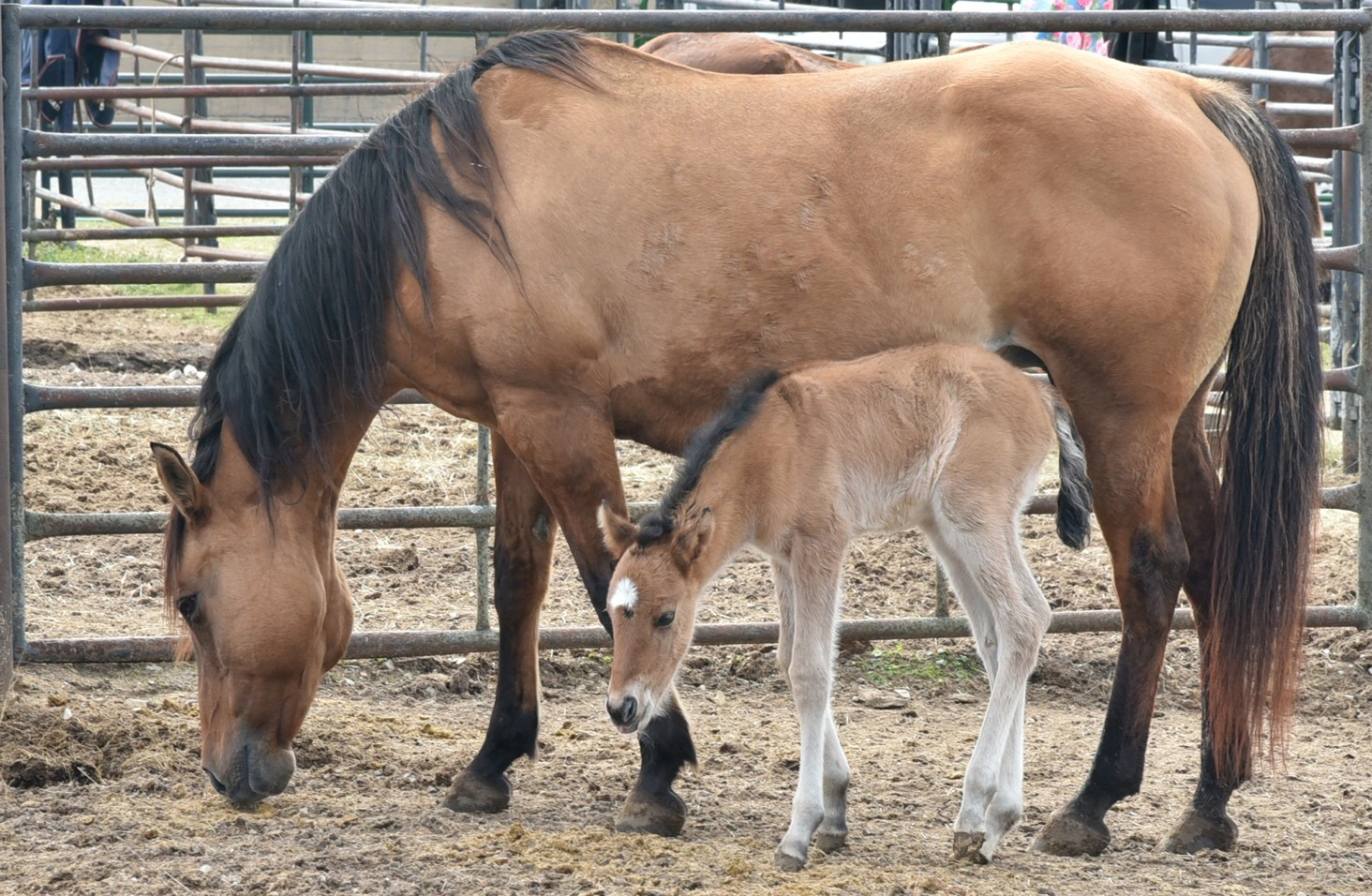 Mother horse and baby horse