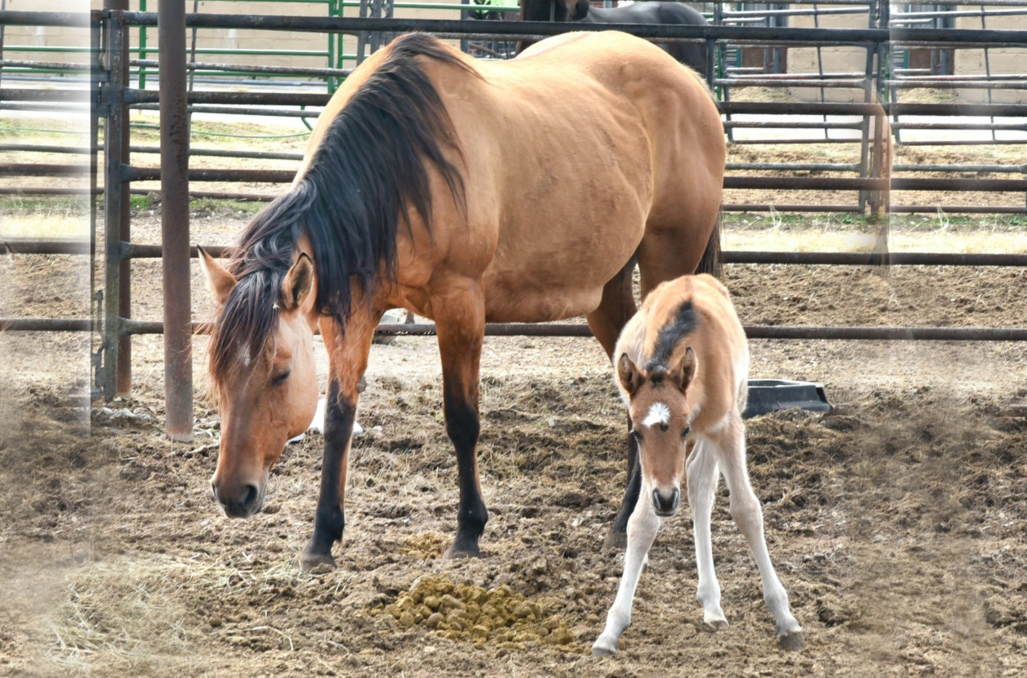 Mother horse Dolly with baby horse, Coco Chanel