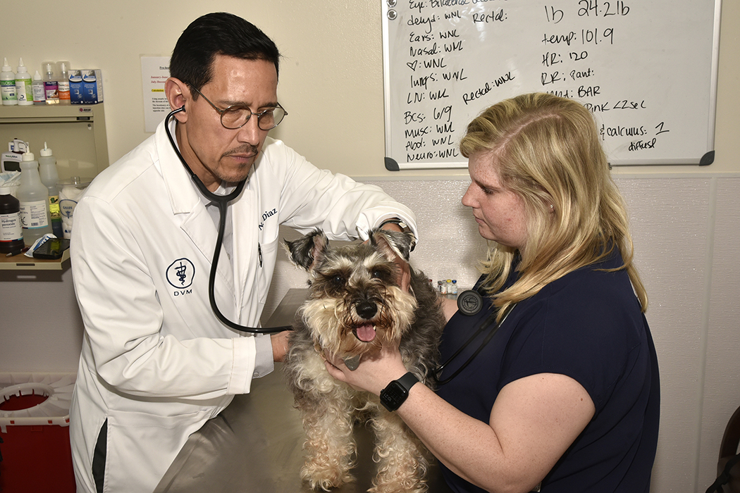 Vet doctor and students examine at horse