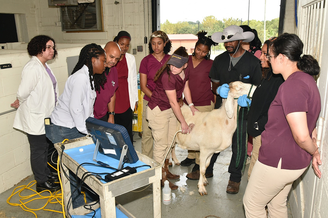 Vet students examine at goat